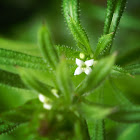 Cleavers