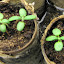 Rosemary