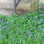 Yard violets