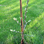 Apple 'Cortland'