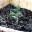 Tomato 'Hillbilly'