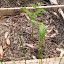 Tomato 'Black Cherry'