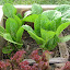 Romaine Lettuce 'Baby Romaine'