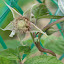 Caroline Raspberry