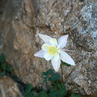 Columbine