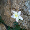 Columbine