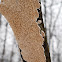 Ochre Spreading Tooth