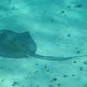 Southern stingray