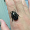 Oriental Flower Beetle