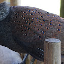 Germain's Peacock-pheasant