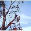 Red Tailed Hawk