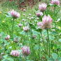 Clover