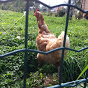 Gallina