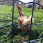 Gallina