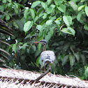 Sunbittern