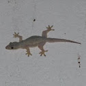 Common house Gecko