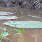 Amazon Water Lily