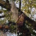 Red-tailed hawk