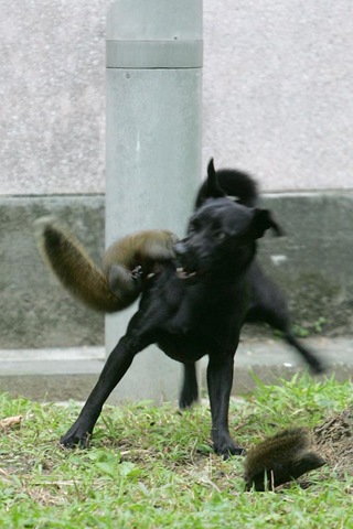 [Dog_MS[5].jpg]