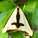 Clymene Moth