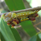 Cupmoth pupation