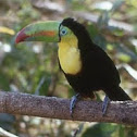 Keel-billed Toucan