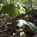 Mayapple