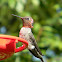 Anna's Hummingbird