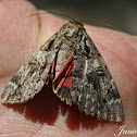 Red Underwing Moth