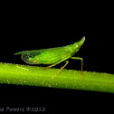 Plant Hopper