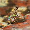 Long-legged Fly