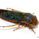Broad-Headed Sharpshooter