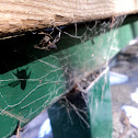 Telaraña