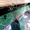 Telaraña