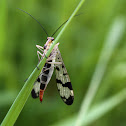 Scorpionfly - Srpice obecná
