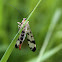 Scorpionfly - Srpice obecná