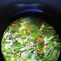 Prong-billed Barbet