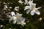 IMGP0335.JPG