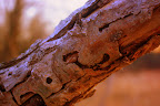 IMGP0251.JPG