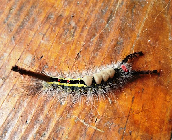Whitemarked Tussock Moth Caterpillar Project Noah