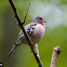 Common Chaffinch