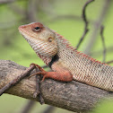 Oriental garden lizard