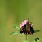 Southern Cloudywing