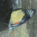Redspot Jezebel