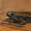 Eastern Narrowmouth Toad