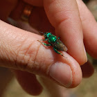 Orchid Bee