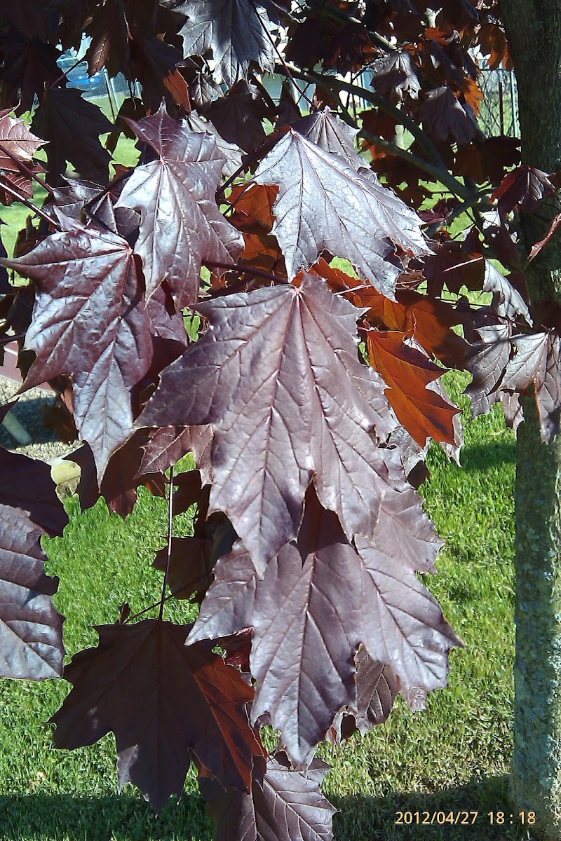 Crimson King Maple