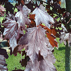 Crimson King Maple