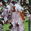 Crimson King Maple