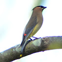 Cedar Waxwing